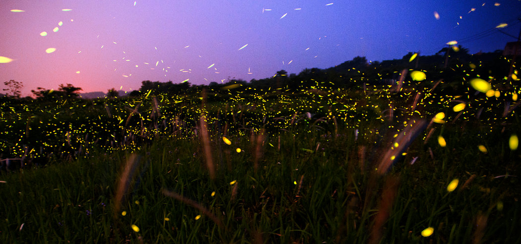 firefly_pic